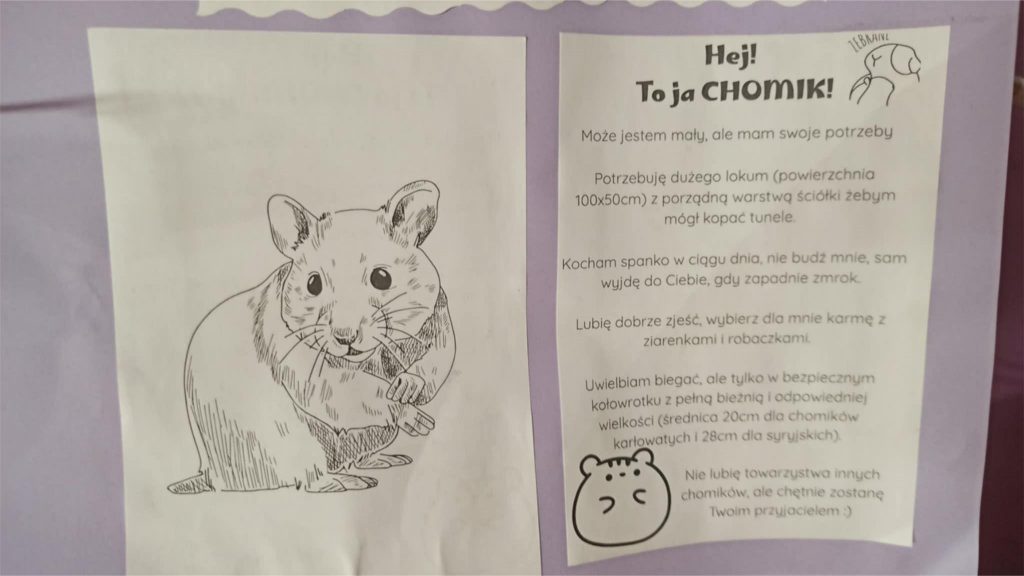Na zdjęciu jest ulotka dotycząca chomików - szkic chomika i charakterystyka chomika